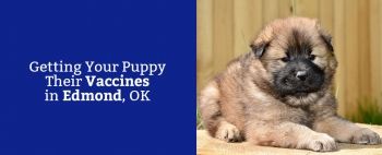 Getting Your Puppy Their Vaccines In Edmond