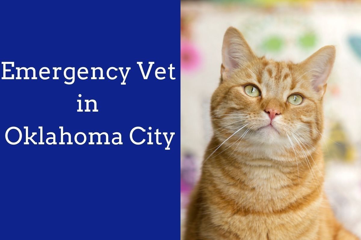 Emergency-Vet-in-Oklahoma-City