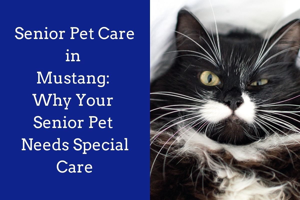 Senior-Pet-Care-in-Mustang_-Why-Your-Senior-Pet-Needs-Special-Care