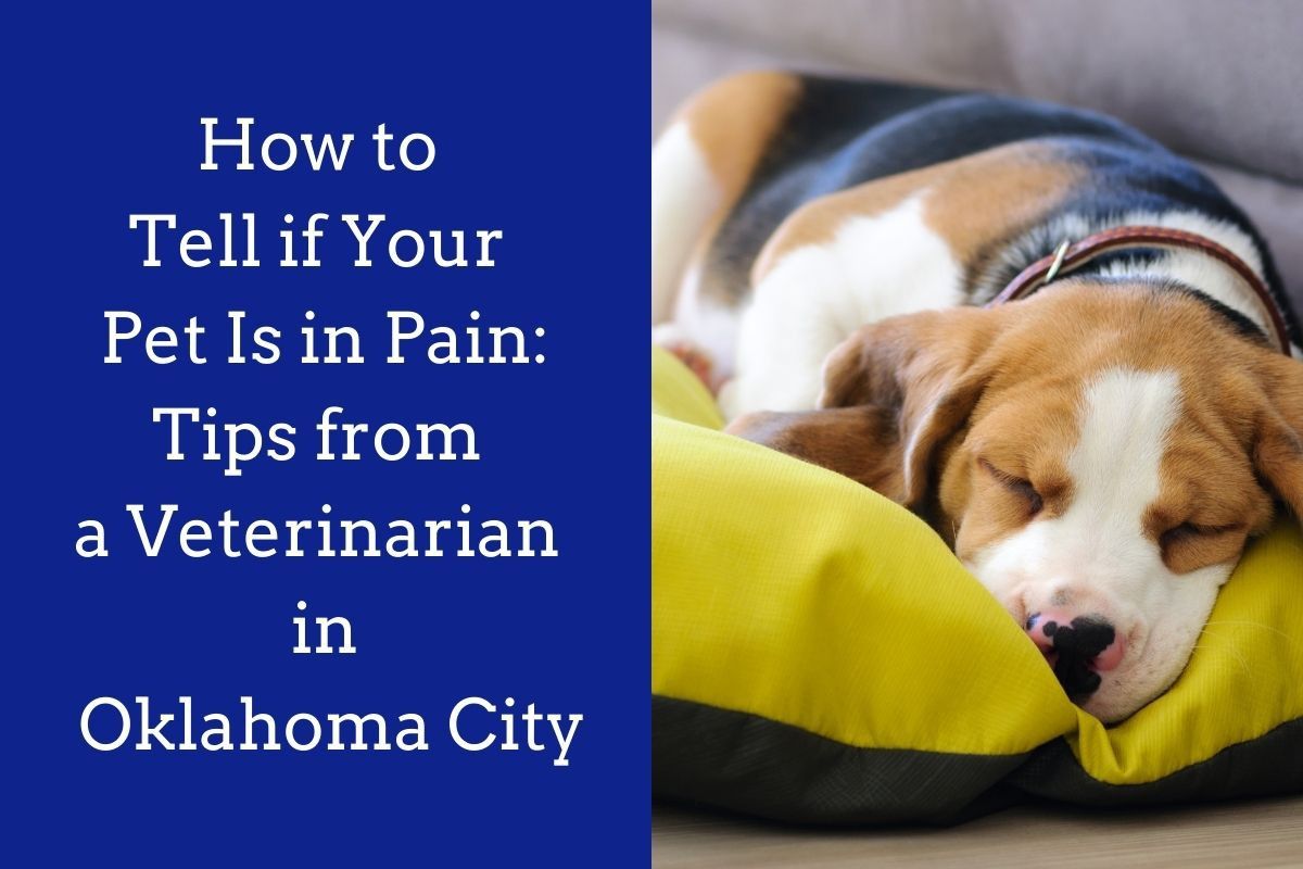 How-to-Tell-if-Your-Pet-Is-in-Pain_-Tips-from-a-Veterinarian-in-Oklahoma-City
