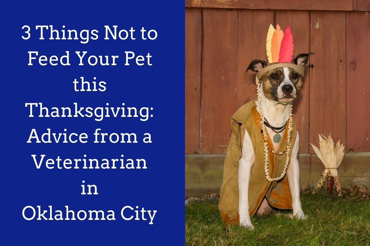 3-Things-Not-to-Feed-Your-Pet-this-Thanksgiving_-Advice-from-a-Veterinarian-in-Oklahoma-City