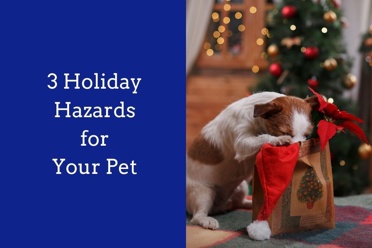 3-Holiday-Hazards-for-Your-Pet