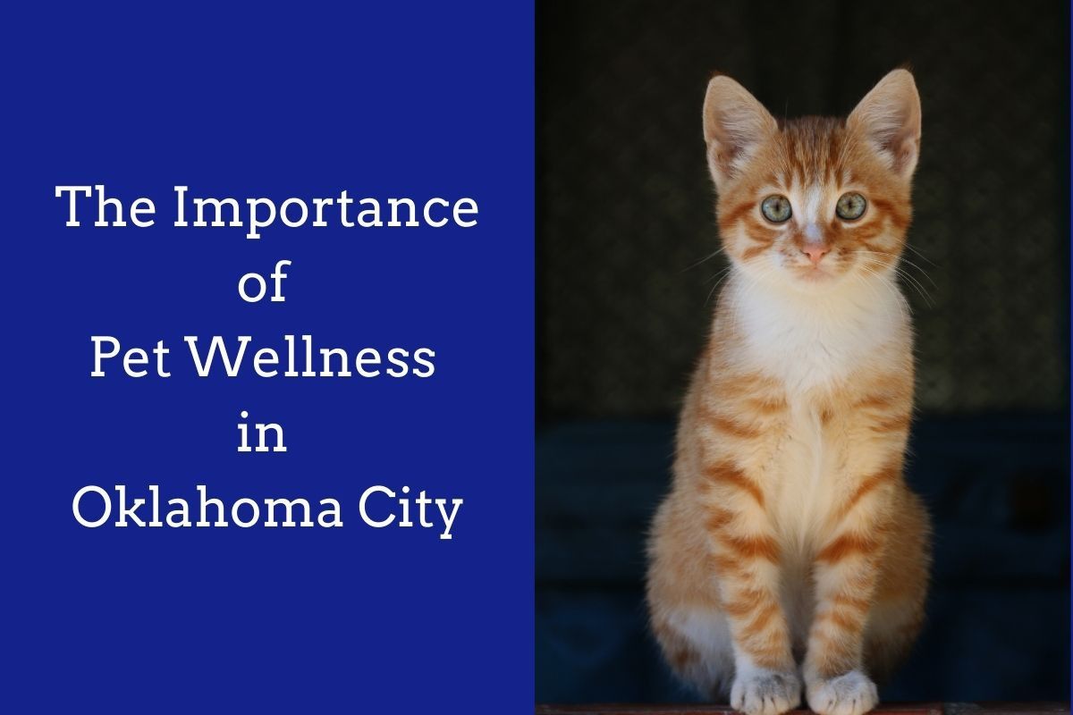 The-Importance-of-Pet-Wellness-in-Oklahoma-City