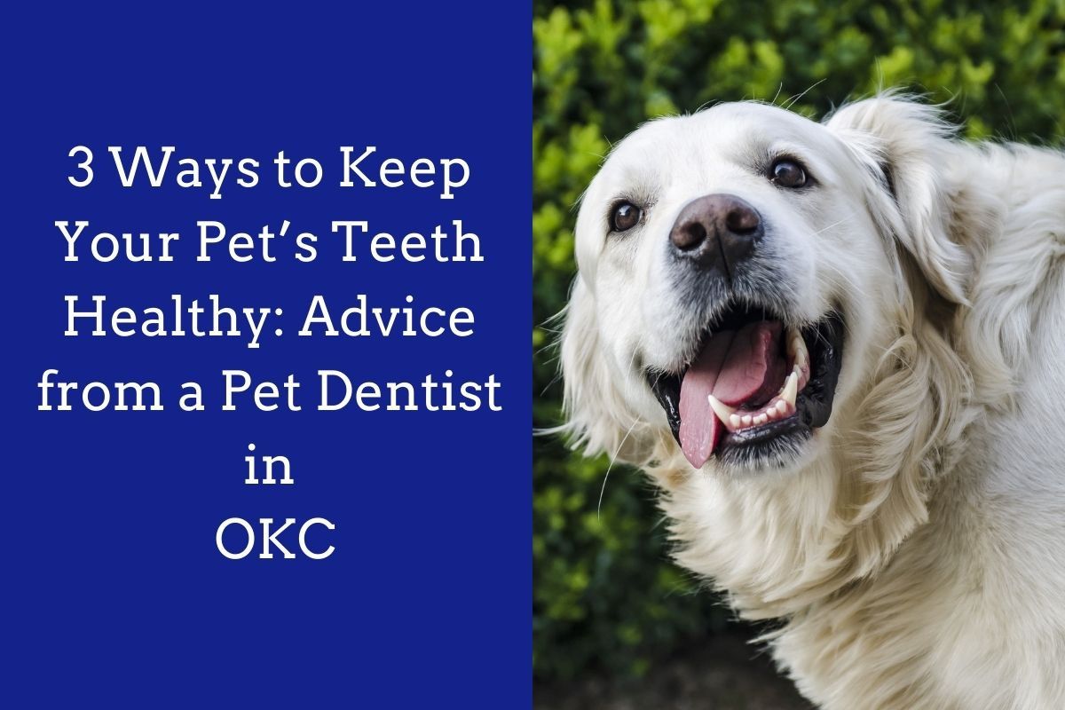 3-Ways-to-Keep-Your-Pets-Teeth-Healthy_-Advice-from-a-Pet-Dentist-in-OKC-1