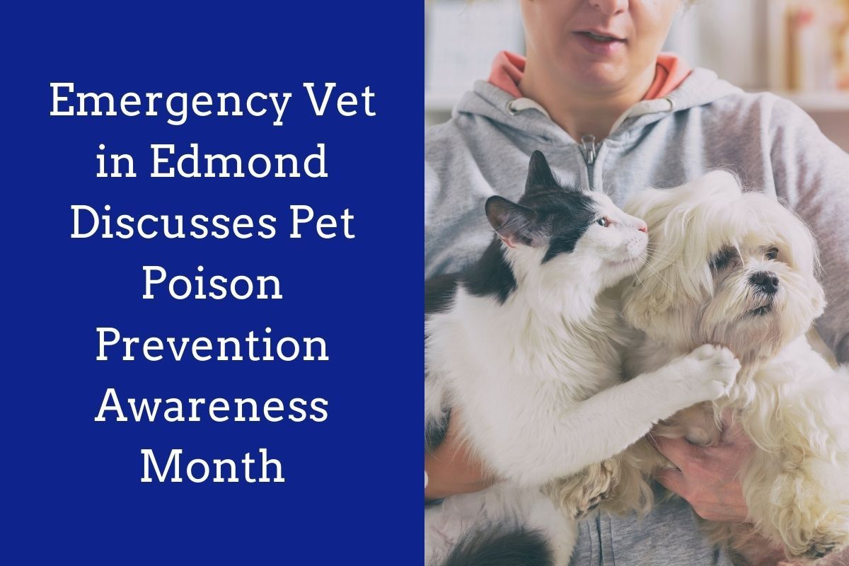 Emergency-Vet-in-Edmond-Discusses-Pet-Poison-Prevention-Awareness-Month