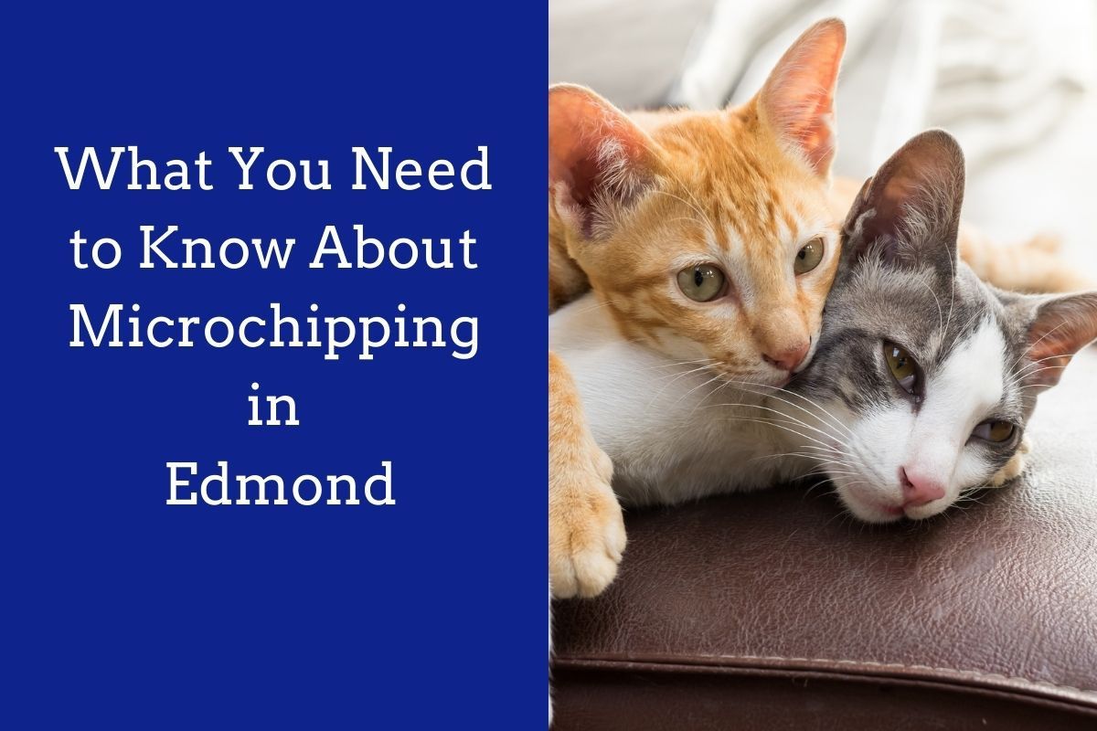 What-You-Need-to-Know-About-Microchipping-in-Edmond