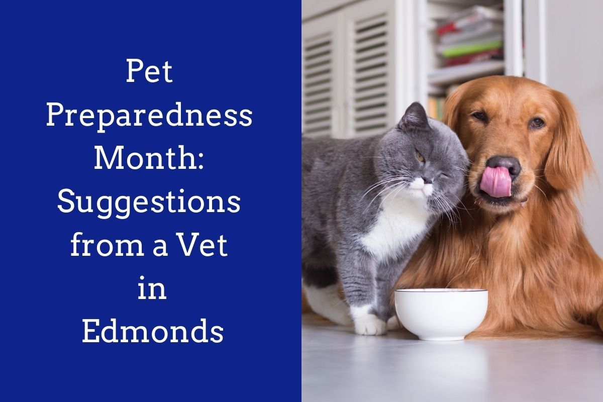 Pet-Preparedness-Month-Suggestions-from-a-Vet-in-Edmonds