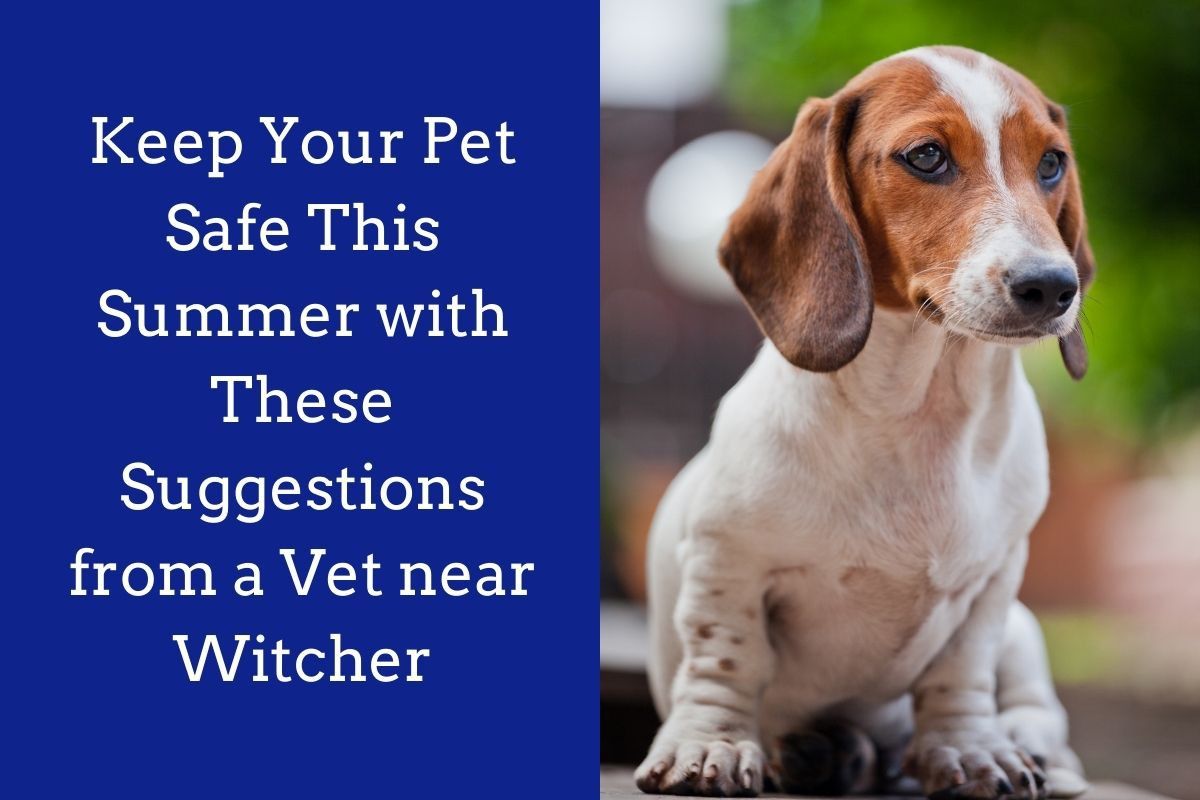 Keep-Your-Pet-Safe-This-Summer-with-These-Suggestions-from-a-Vet-near-Witcher
