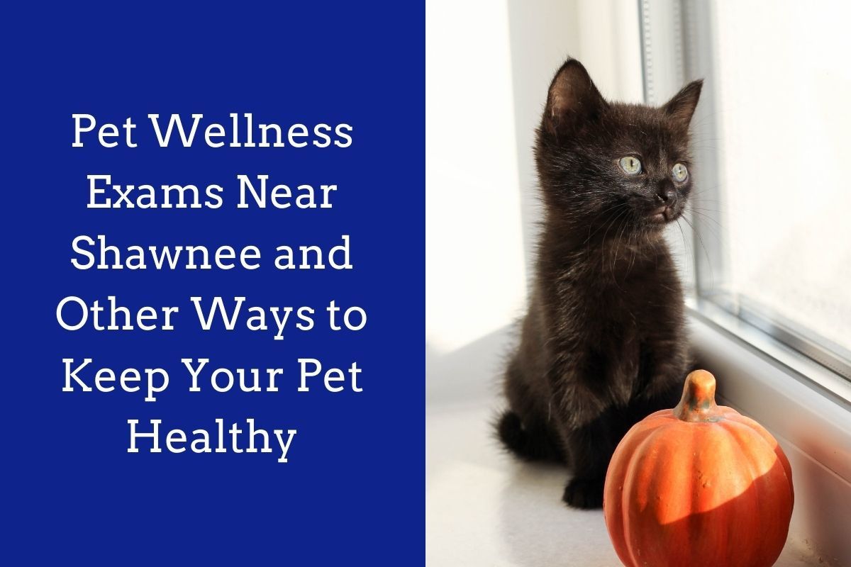 Pet-Wellness-Exams-Near-Shawnee-and-Other-Ways-to-Keep-Your-Pet-Healthy-1