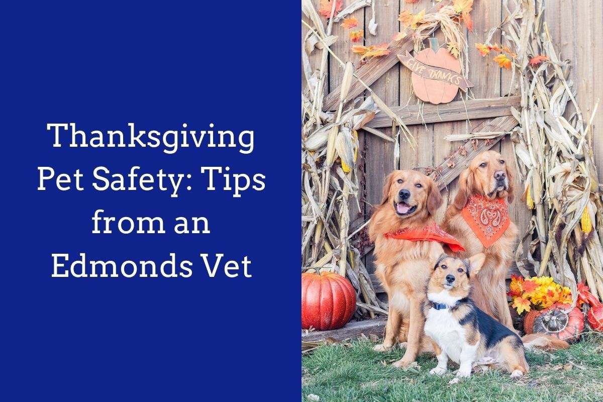 Thanksgiving-Pet-Safety-Tips-from-an-Edmonds-Vet