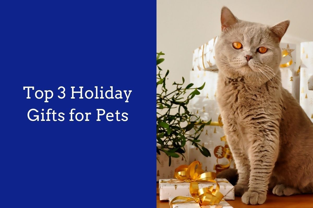 Top-3-Holiday-Gifts-for-Pets