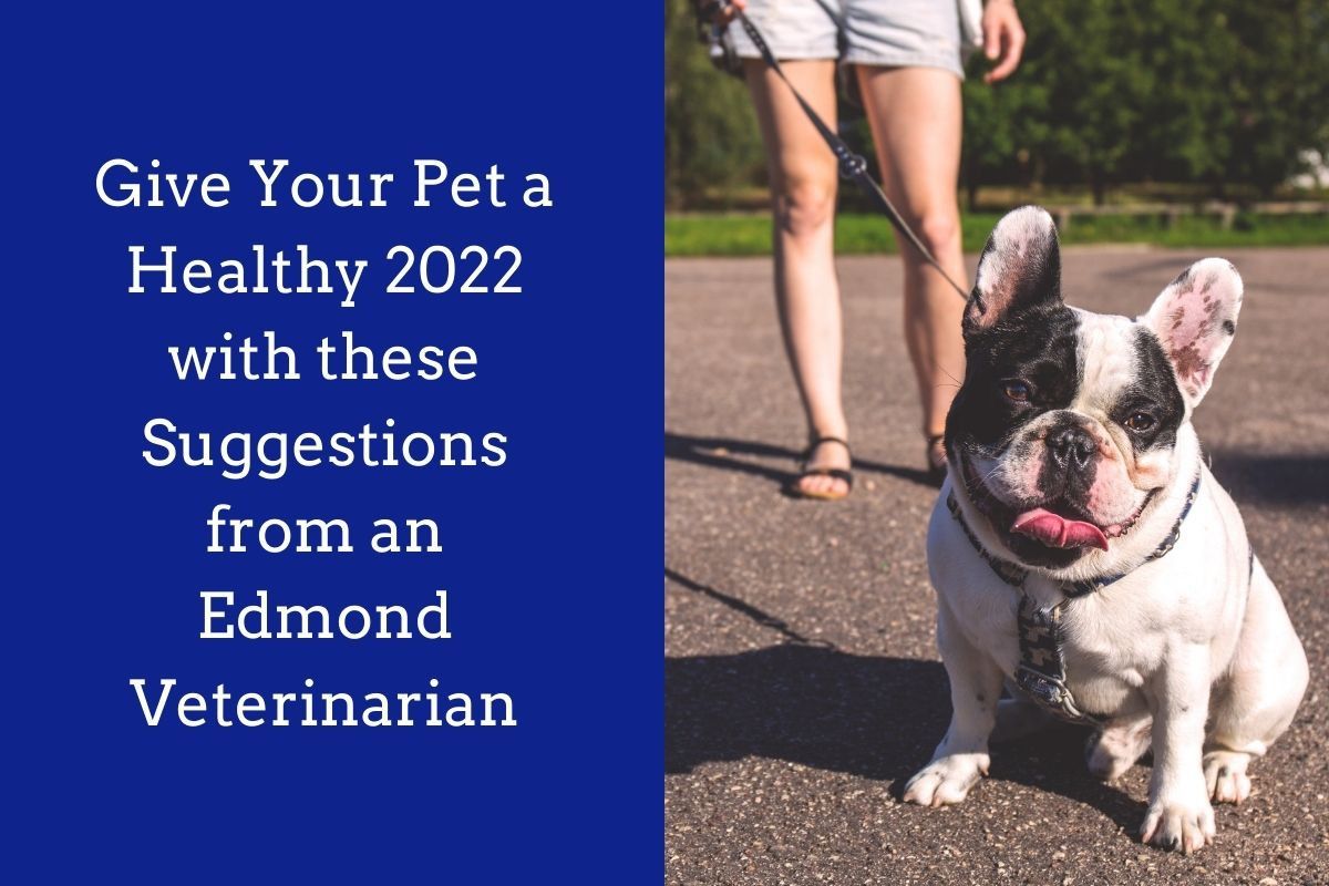 Give-Your-Pet-a-Healthy-2022-with-these-Suggestions-from-an-Edmond-Veterinarian