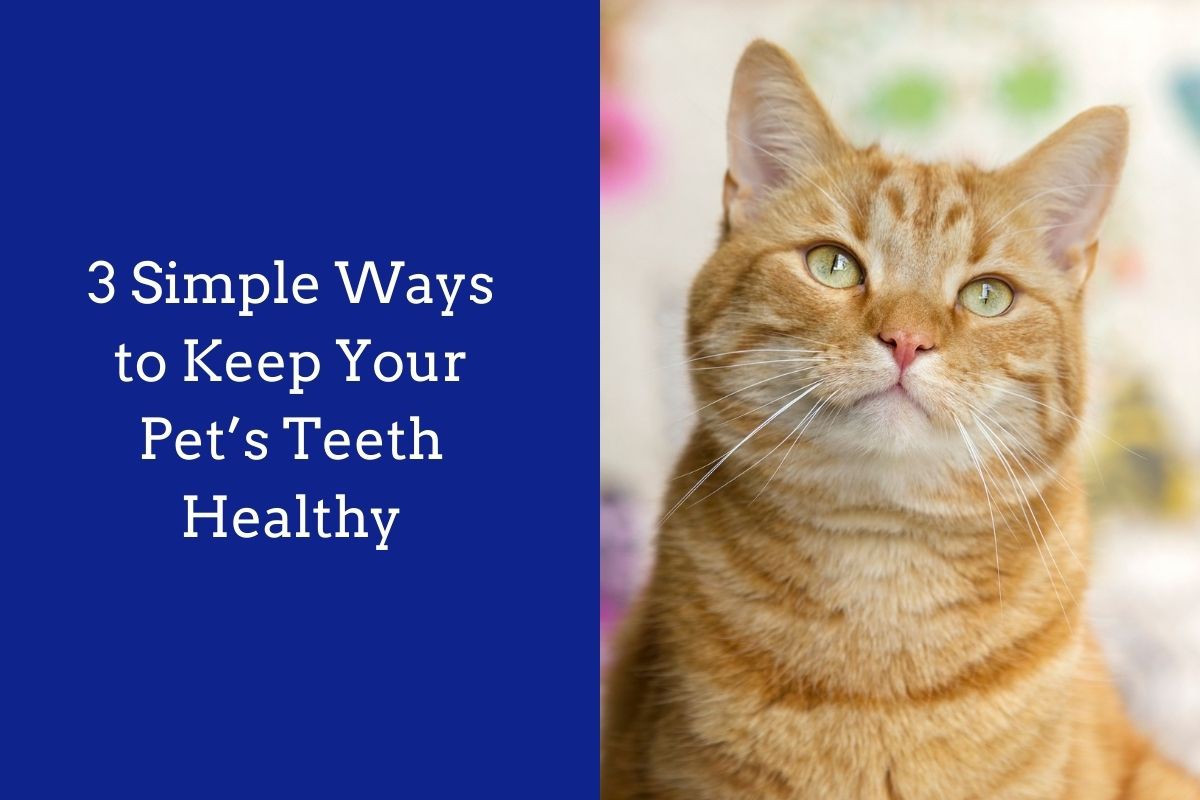 3-Simple-Ways-to-Keep-Your-Pets-Teeth-Healthy