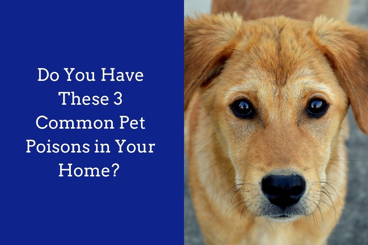 Do-You-Have-These-3-Common-Pet-Poisons-in-Your-Home-