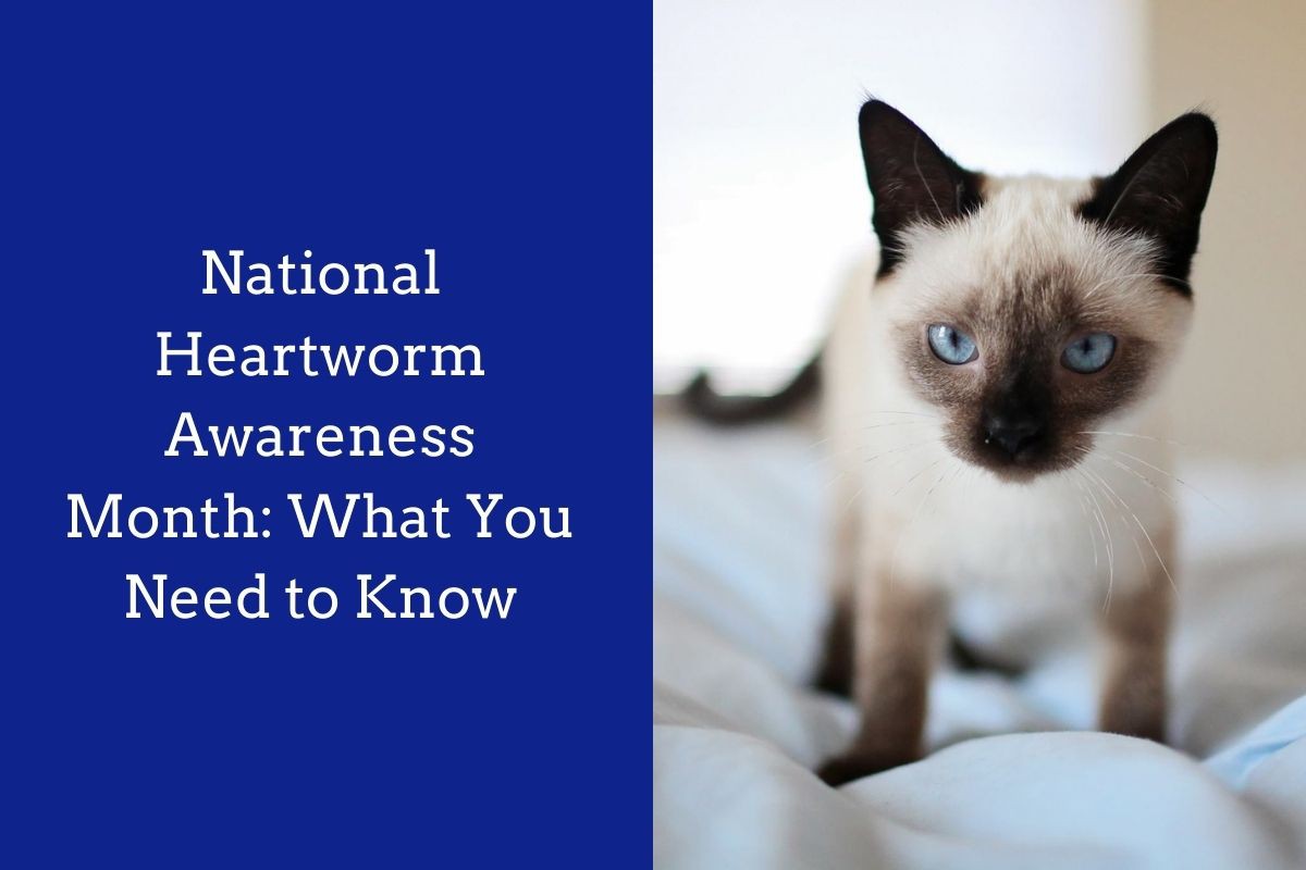 National-Heartworm-Awareness-Month-What-You-Need-to-Know-1