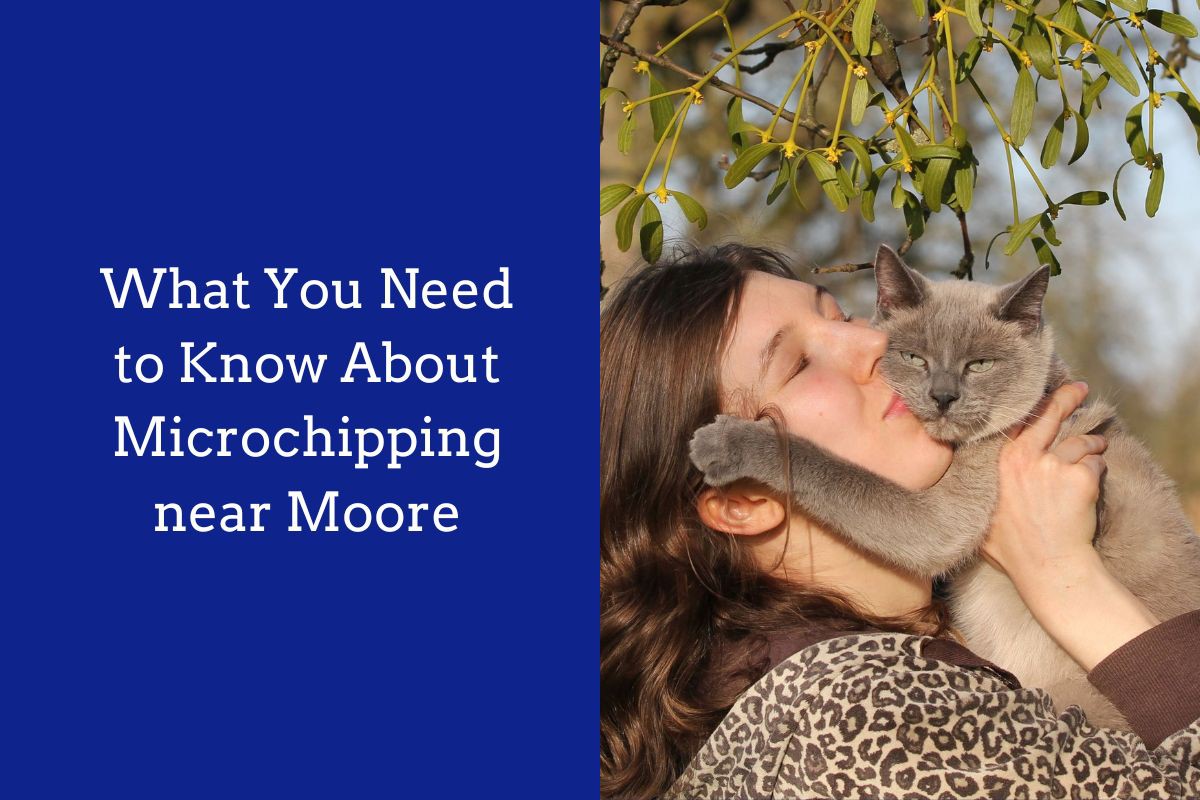 What-You-Need-to-Know-About-Microchipping-near-Moore
