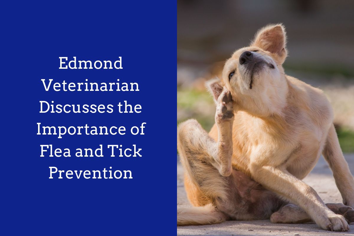 Edmond-Veterinarian-Discusses-the-Importance-of-Flea-and-Tick-Prevention