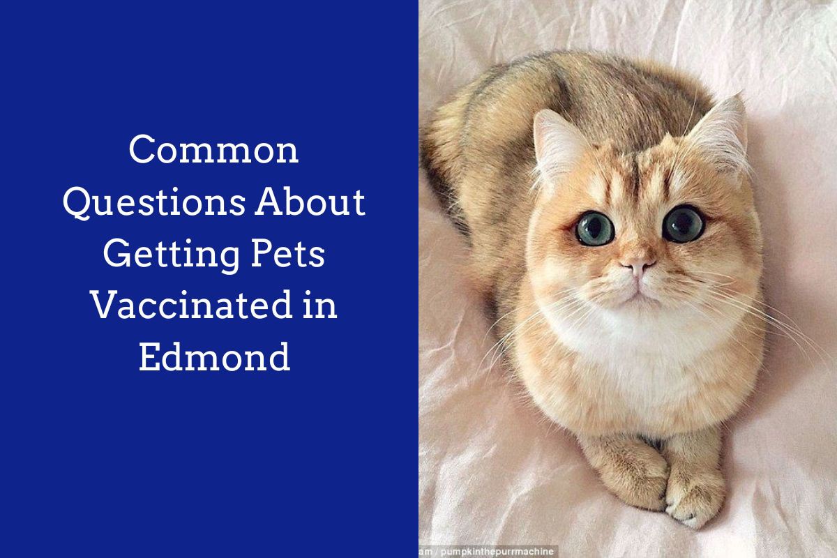 Common-Questions-About-Getting-Pets-Vaccinated-in-Edmond