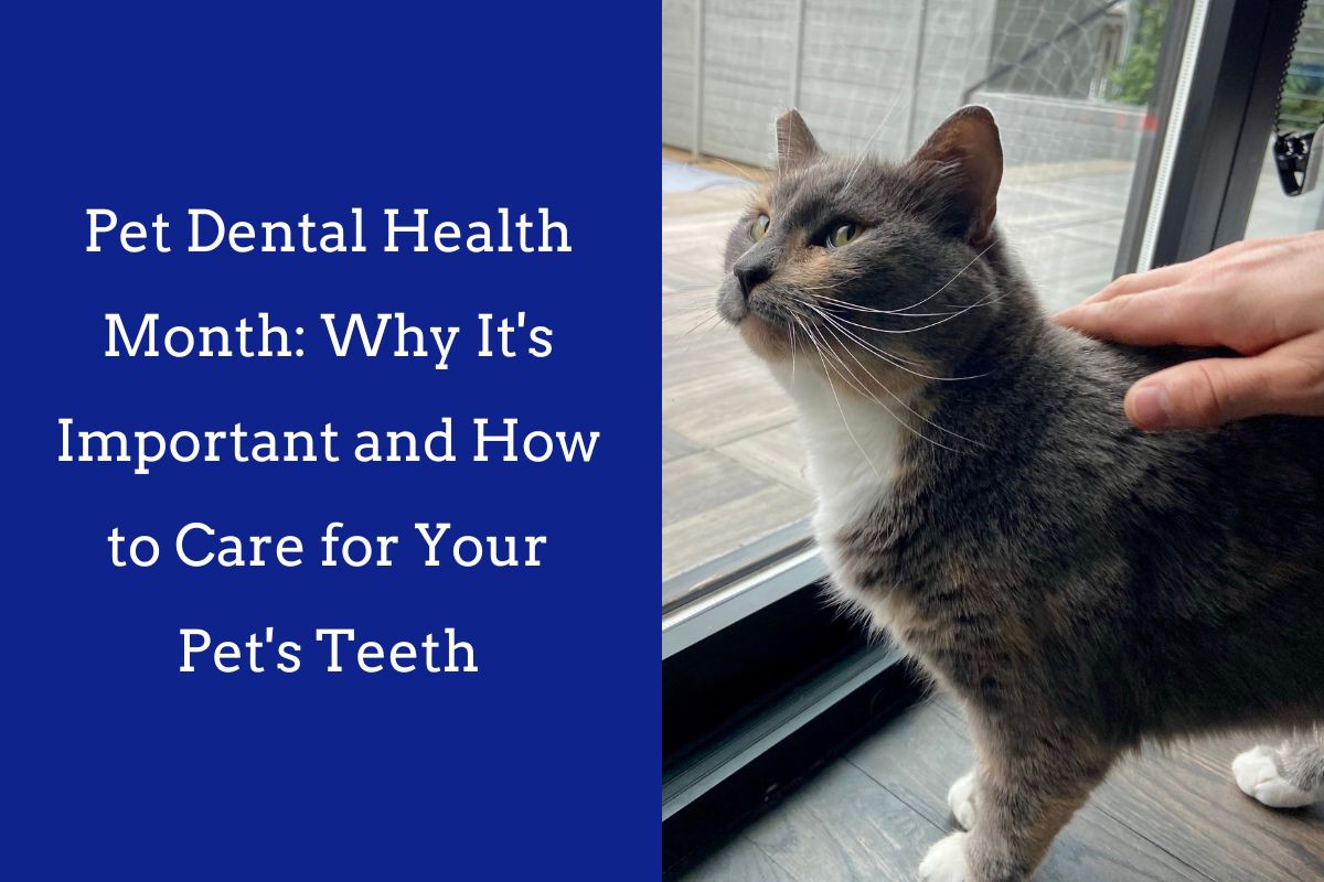 Pet-Dental-Health-Month-Why-Its-Important-and-How-to-Care-for-Your-Pets-Teeth-2