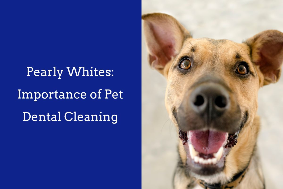 Pearly-Whites-Importance-of-Pet-Dental-Cleaning-2