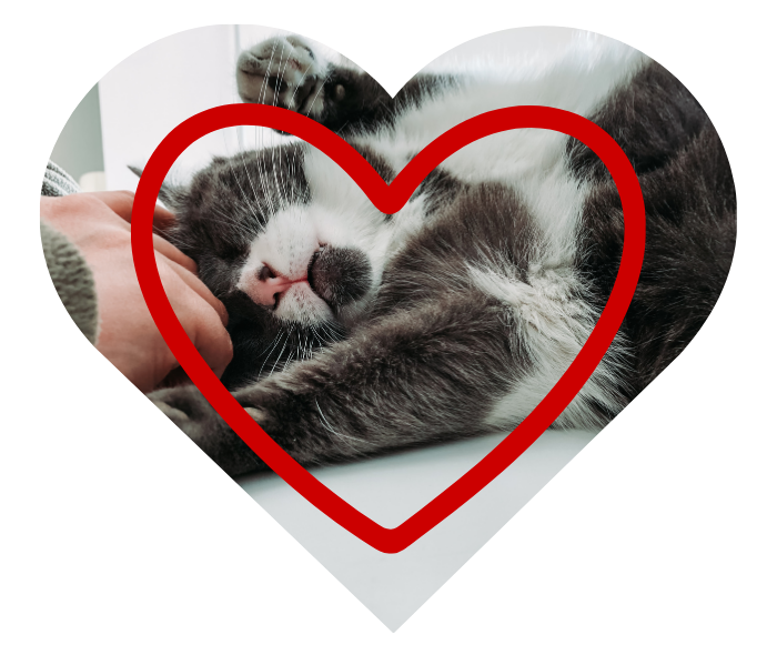 Healthy daily habits contribute to happier pets and stronger family bonds. Petting a cat to make it happy, reflecting promoting healthy routines for cats and dogs at Stoneridge Animal Hospital