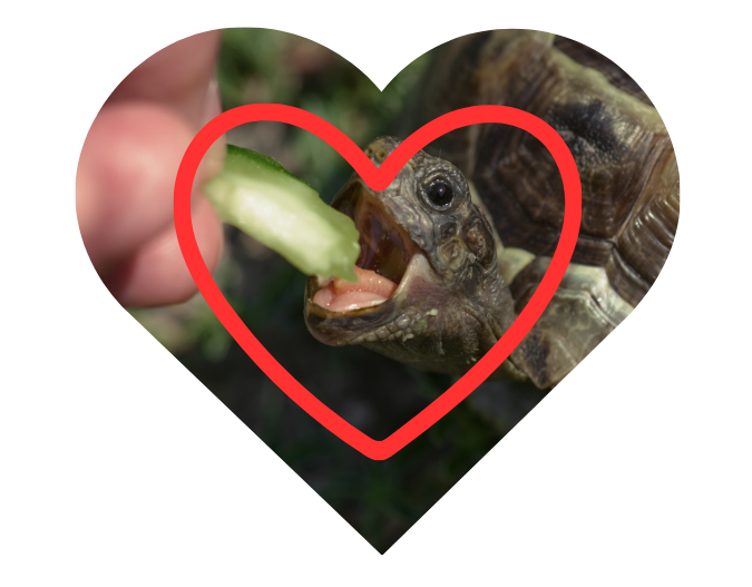 Consistent care is an important part of giving pets the attention they deserve. Feeding a turtle a piece of celery is kindness in caring for companion animals