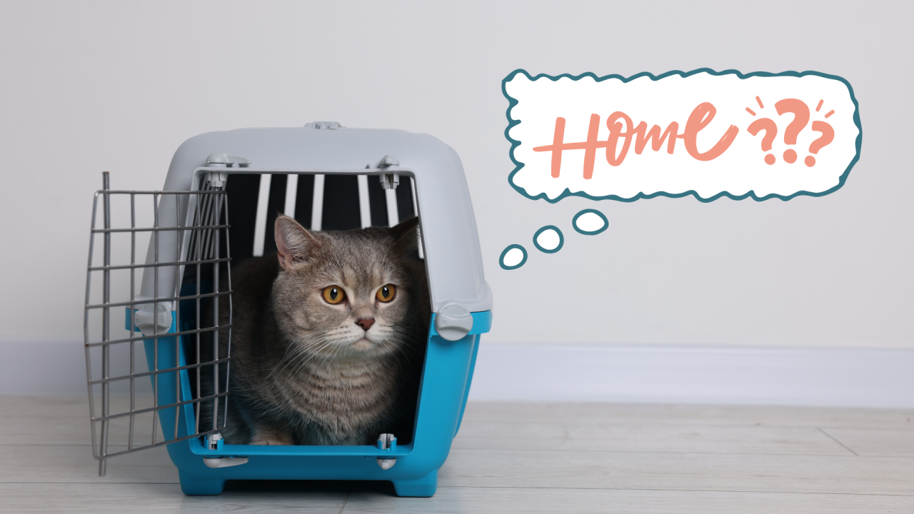 Cat in a carrier ready to be brought to Stoneridge Animal Hospital in Edmond, OK