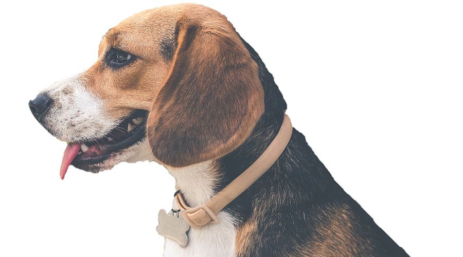 happy beagle dog with tongue sticking out side on white background
