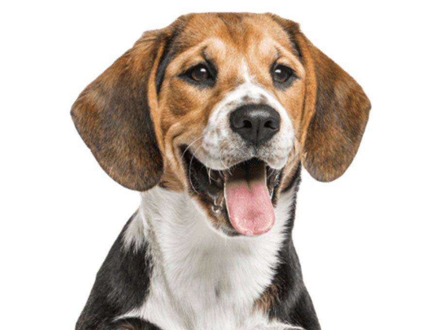 happy beagle with the tongue out sitting isolated on white