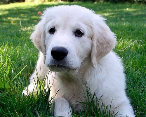 golden labrador retriever puppy looking at the camera sitting on the grass