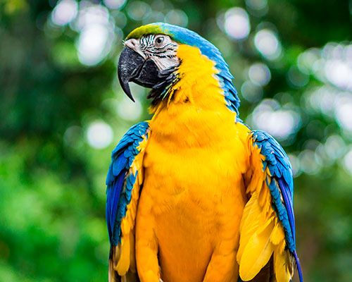 blue and yellow macaw with blurred background