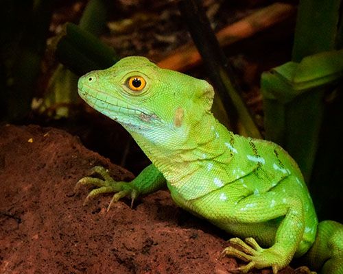 green reptile with yellow eyes from side