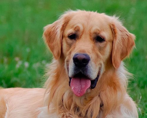 golden labrador retriever dog with tongue sticking out sitting on grass
