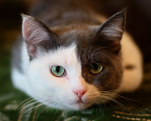 cat with green eyes lying on a carpet