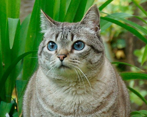 chubby striped cat with blue eyes outside on the grass