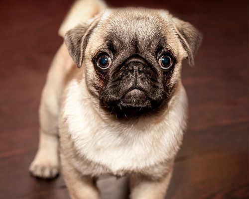 pug puppy looking at camera with brown blurred background