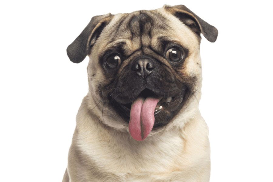 happy pug with the tongue out sitting with white background