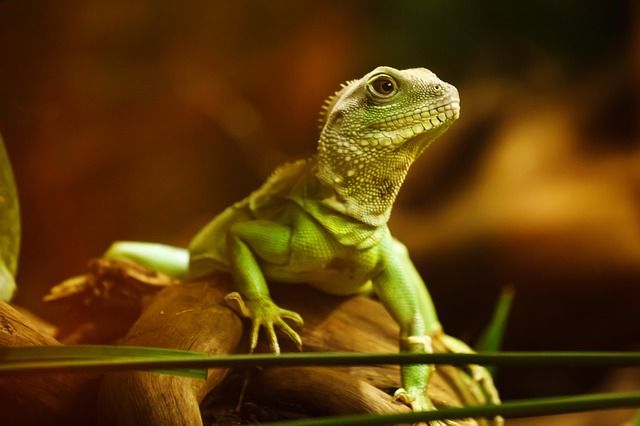 Choosing A Veterinarian for Exotic Pets in Oklahoma City, OK