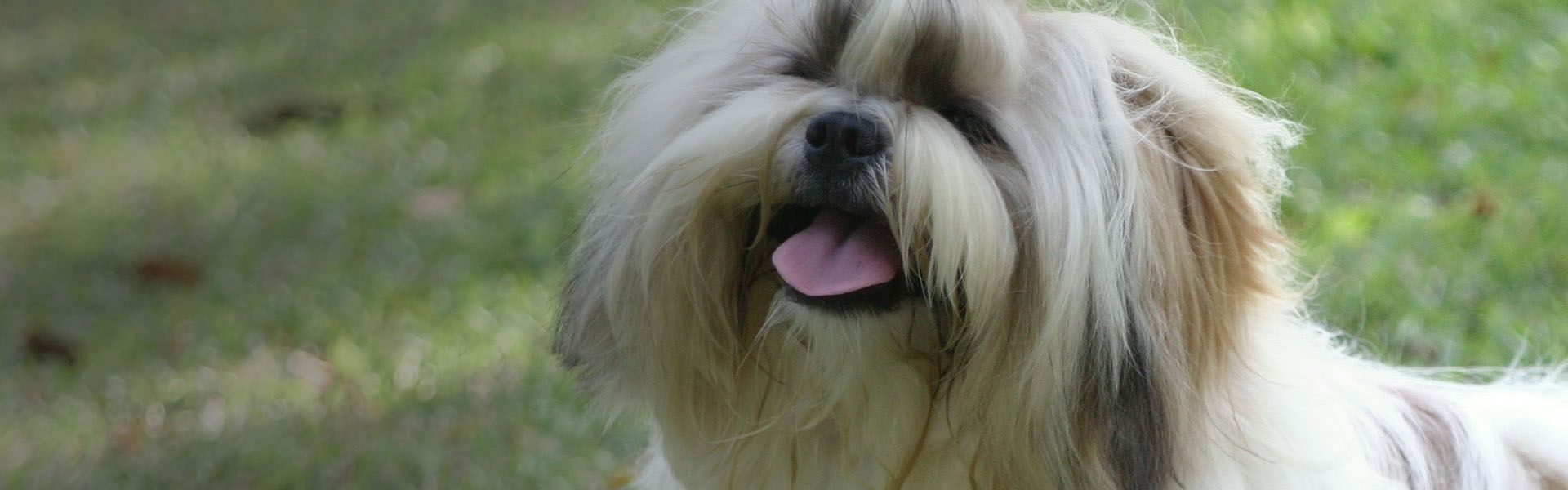 Stoneridge Animal Hospital Contact l Veterinarian Edmond OK, Oklahoma